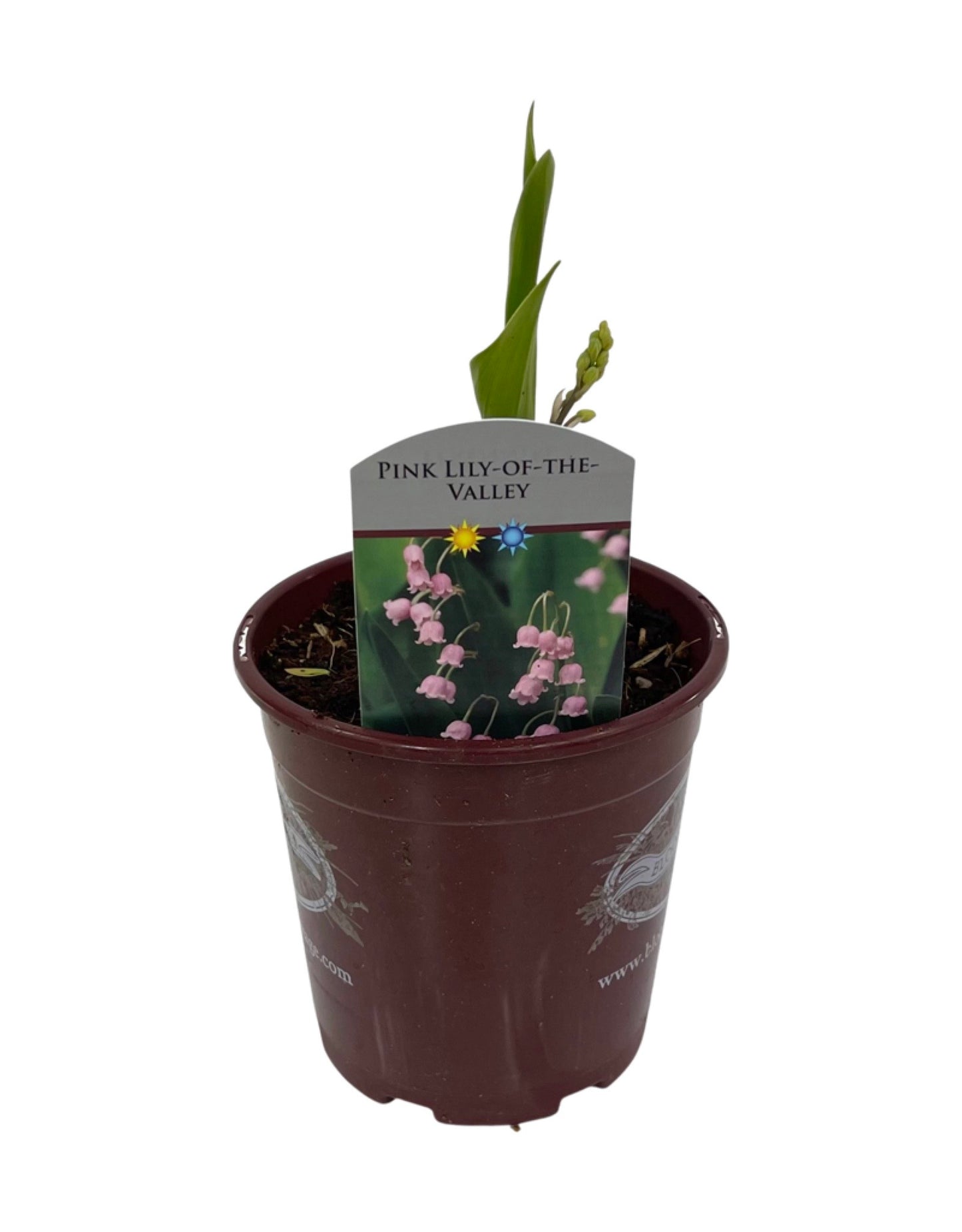 Convallaria majalis 'Rosea' Quart - The Garden Corner