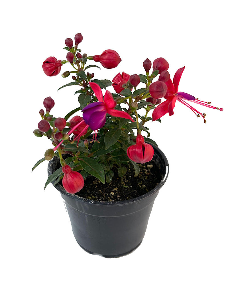 Fuchsia 'Aretes Jollies Nantes' 4 Inch