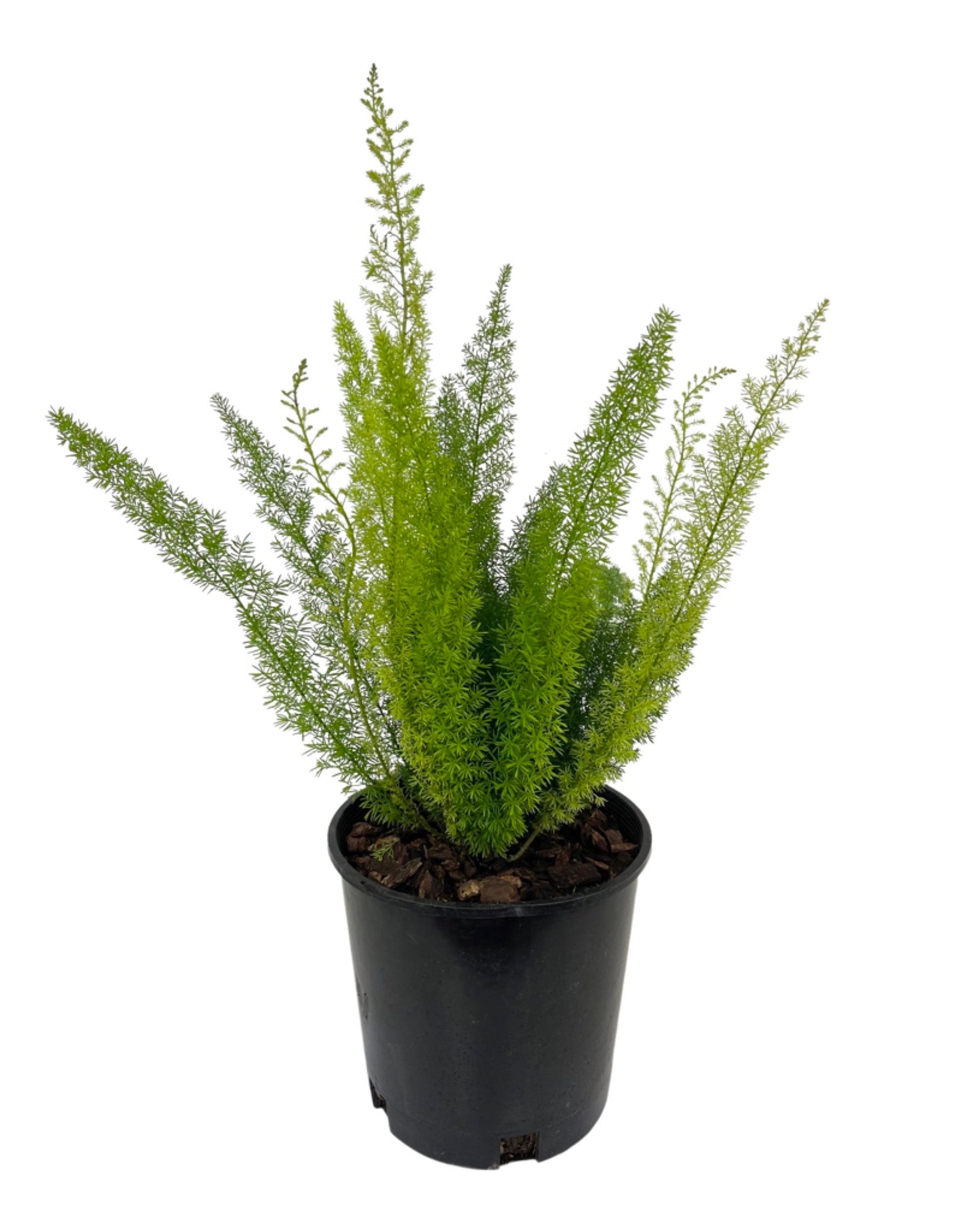 Asparagus densiflorus 'Myers' - The Garden Corner
