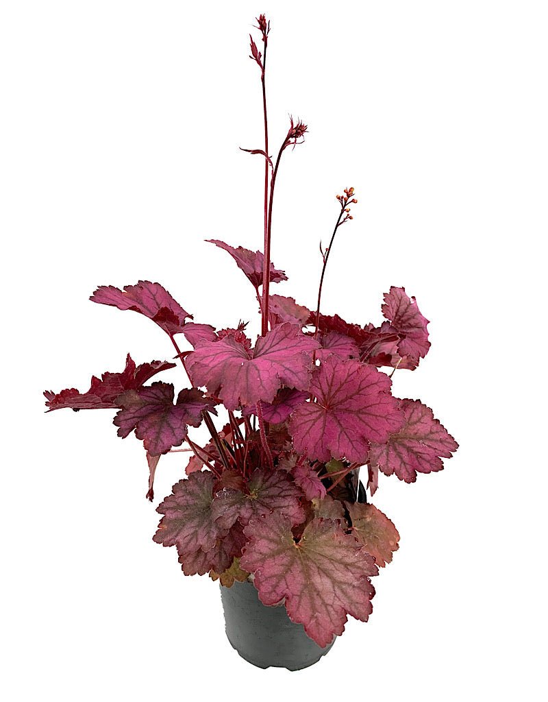 Heuchera 'Carnival Rose Granita' - The Garden Corner