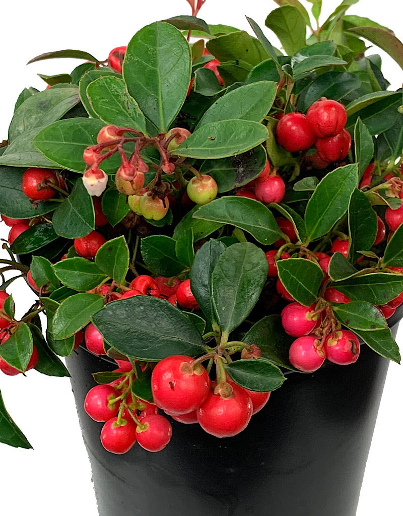 Gaultheria procumbens 1 Gallon