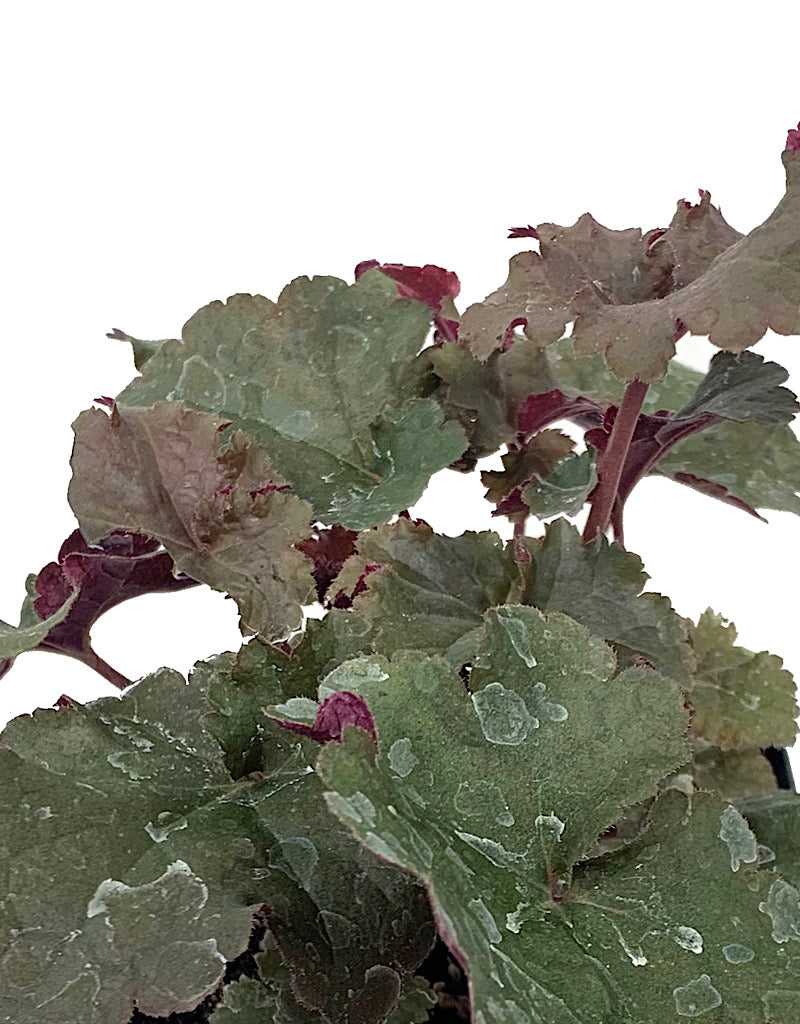 Heuchera 'Dark Storm'