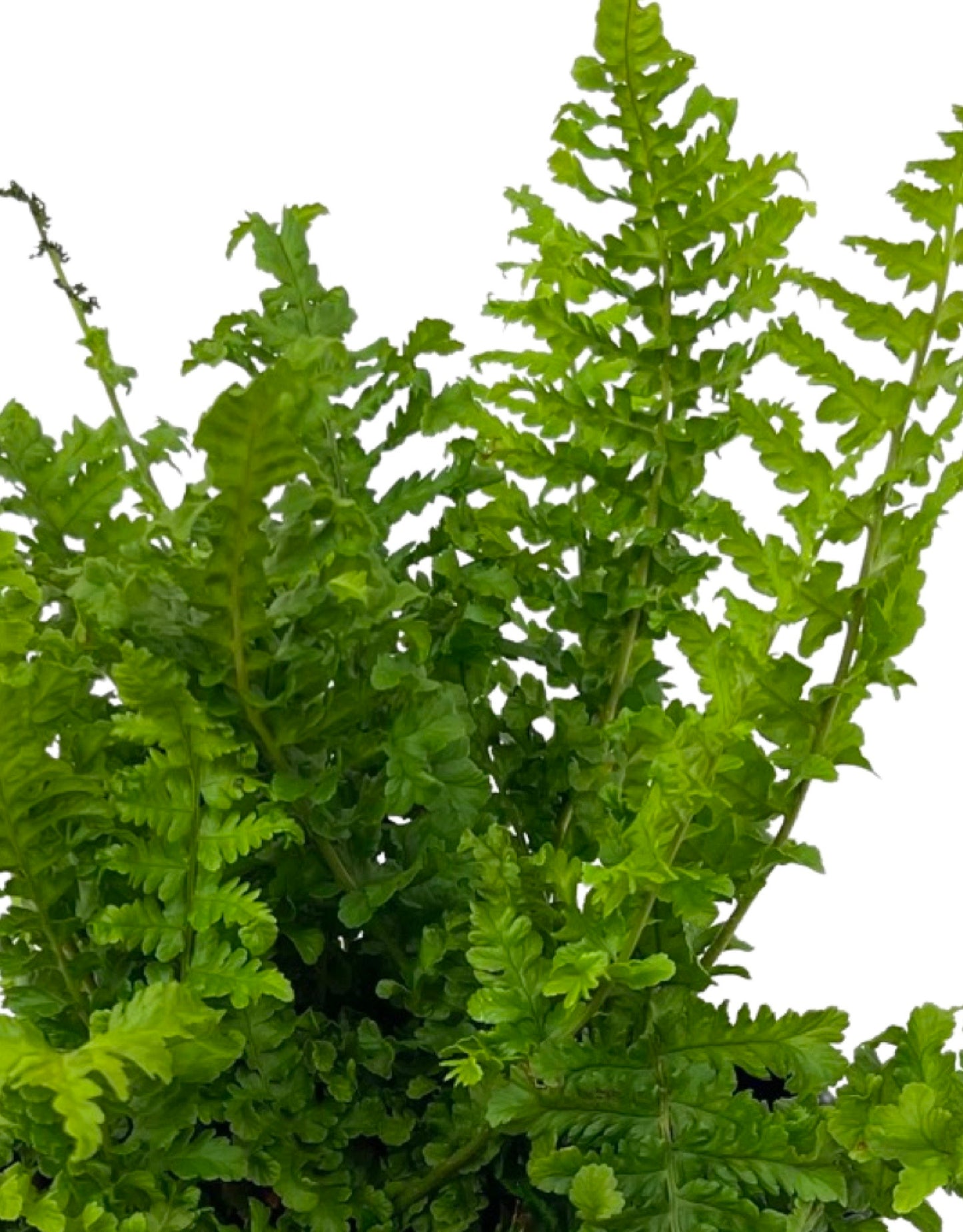 Dryopteris filix-mas 'Male Fern'