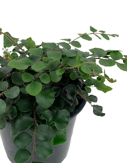 Pellaea rotundifolia Quart - The Garden Corner