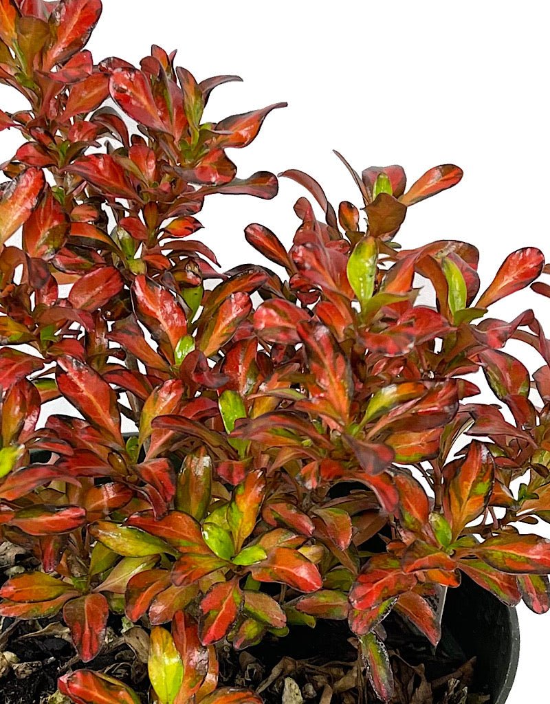 Coprosma 'Evening Glow' Quart - The Garden Corner