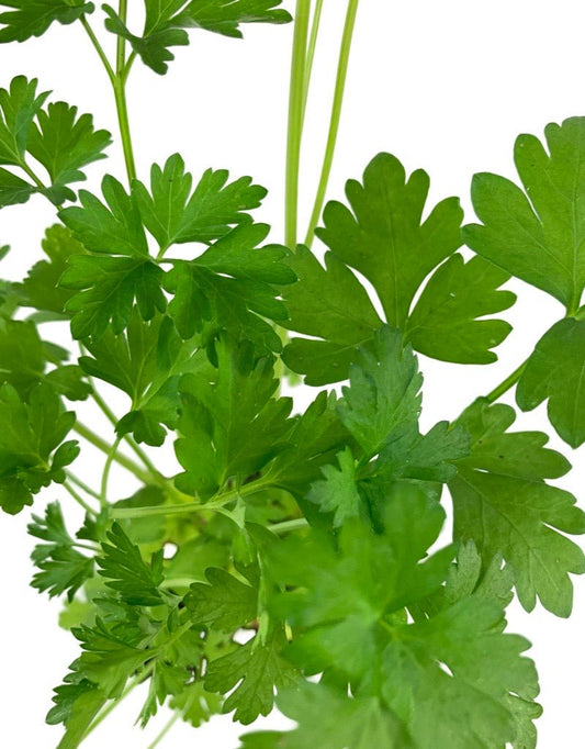 Parsley 'Italian Dark Green' - The Garden Corner