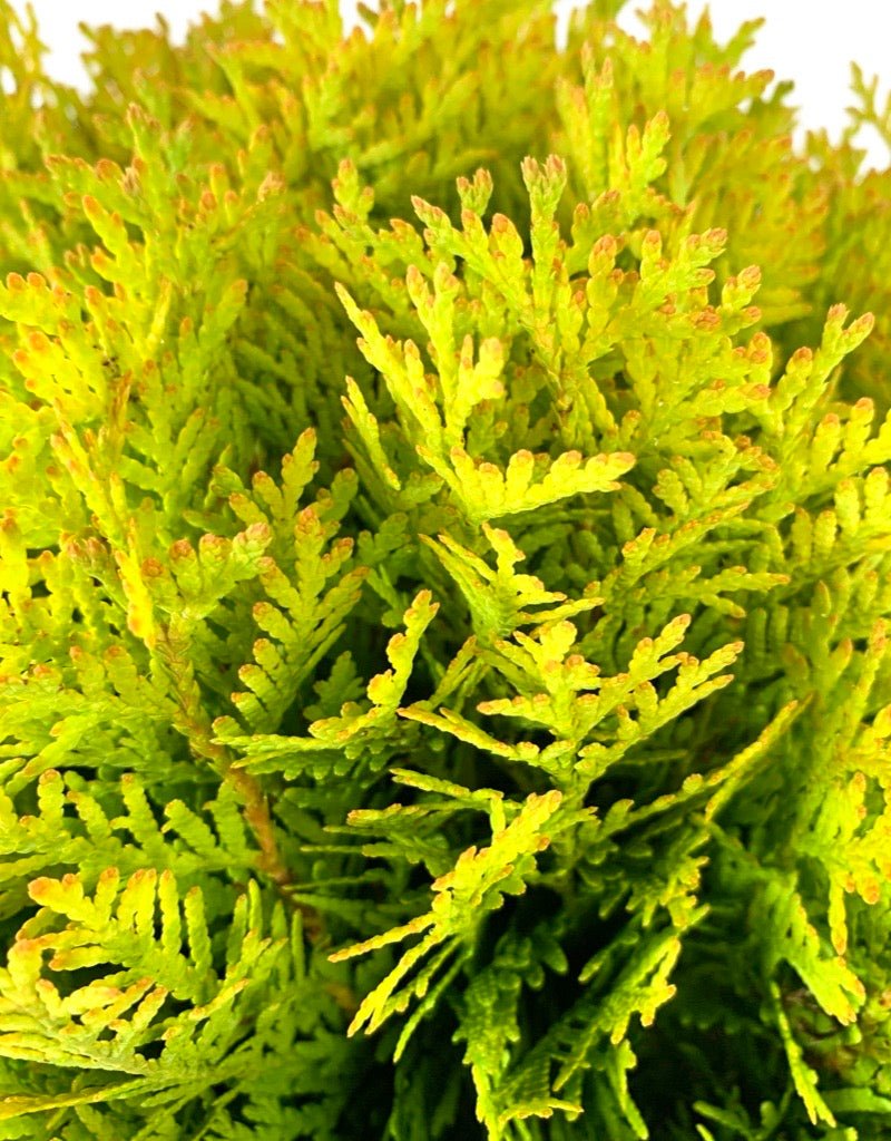 Thuja occidentalis 'Harvest Moon' - The Garden Corner