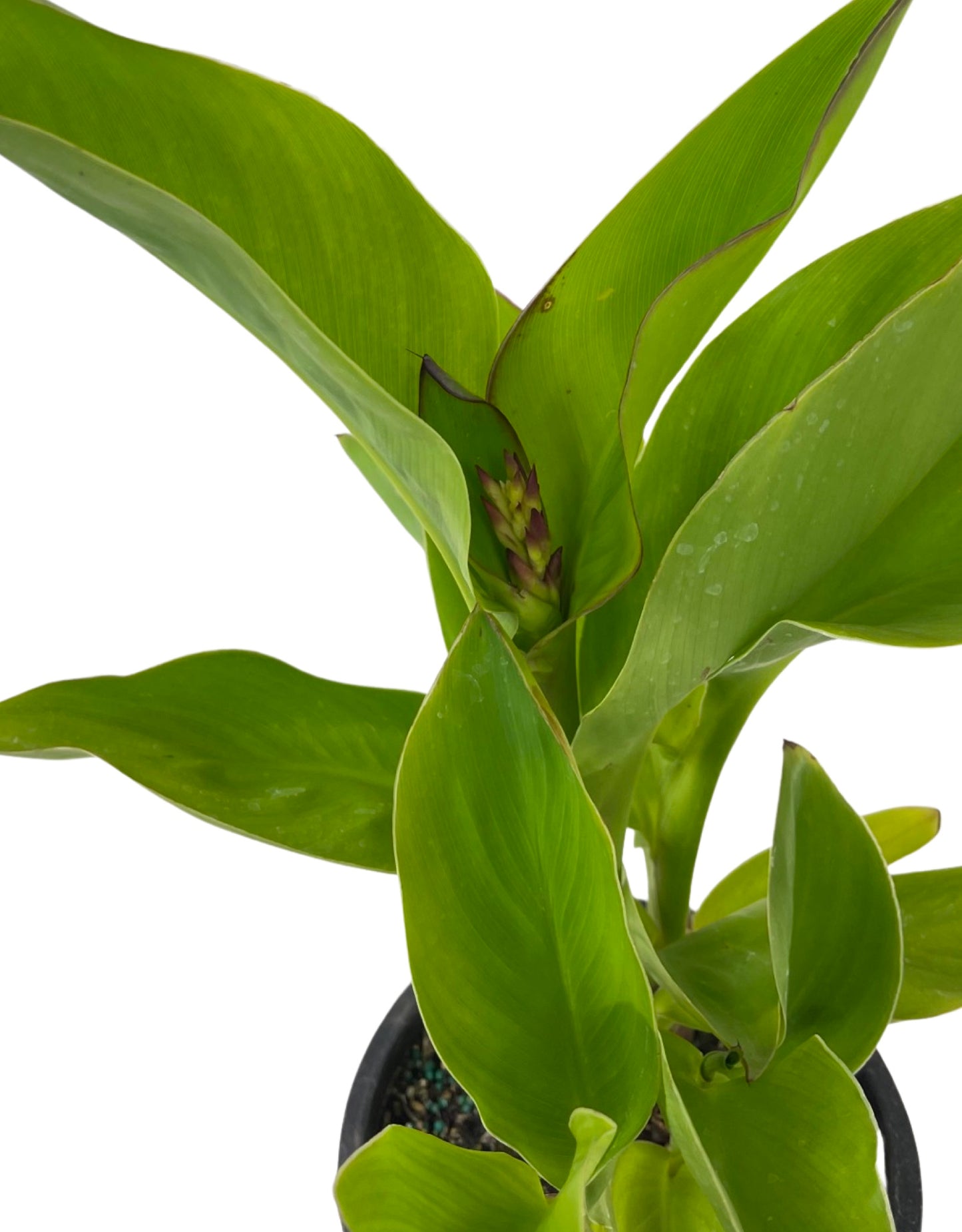 Canna x generalis 'Tropical Red' - The Garden Corner