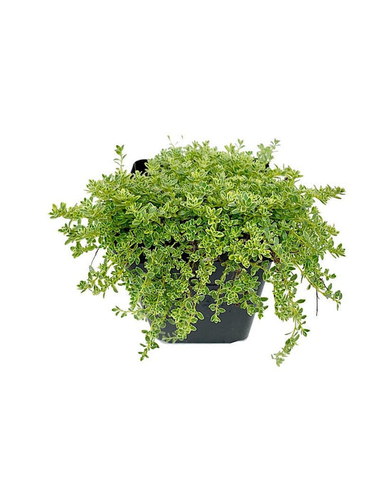 Thymus praecox 'Highland Cream' - The Garden Corner