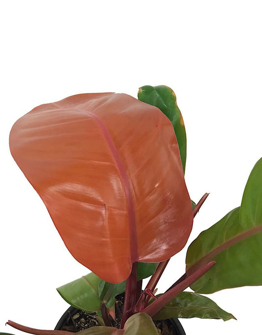 Philodendron 'Prince of Orange' - The Garden Corner