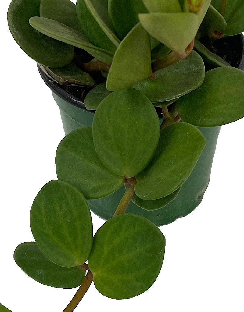 Peperomia 'Hope'