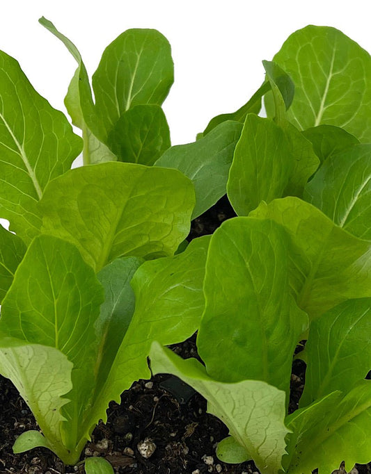 Lettuce 'Romaine' - The Garden Corner