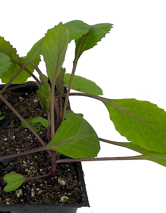 Cabbage 'Ruby Ball' Jumbo Traypack - The Garden Corner