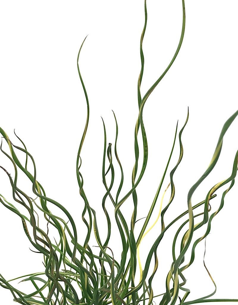 Juncus Effusus 'Lemon Swirl' 4 inch - The Garden Corner