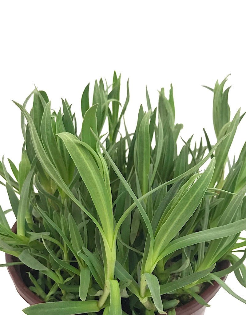 Gypsophila p. 'Bristol Fairy' 1 Gallon - The Garden Corner