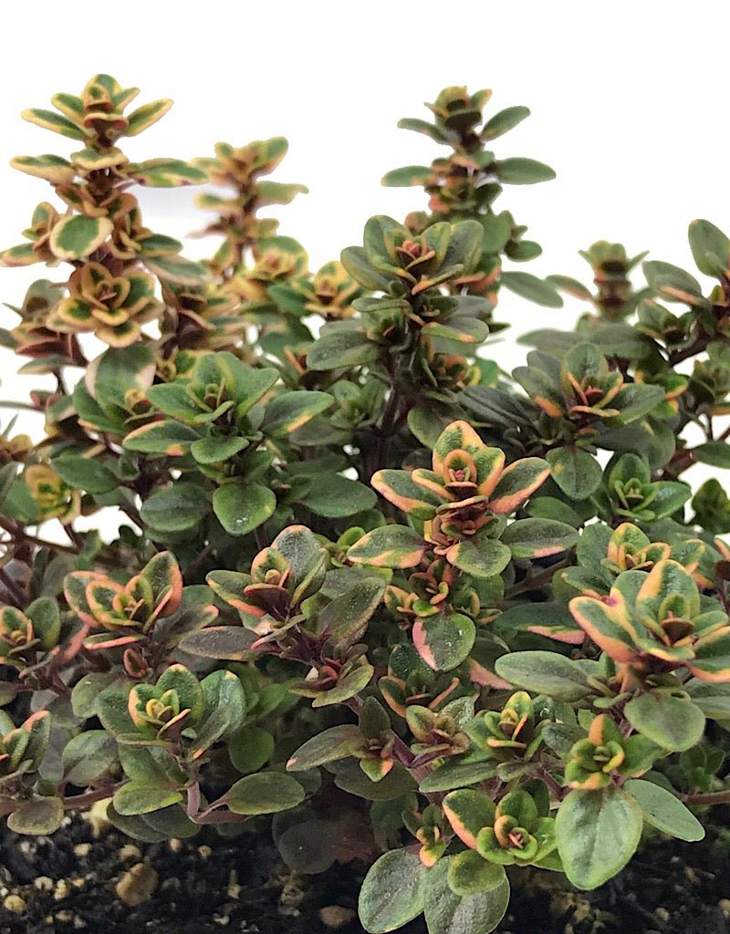 Thymus v. 'Lemon Variegated' 4 Inch - The Garden Corner