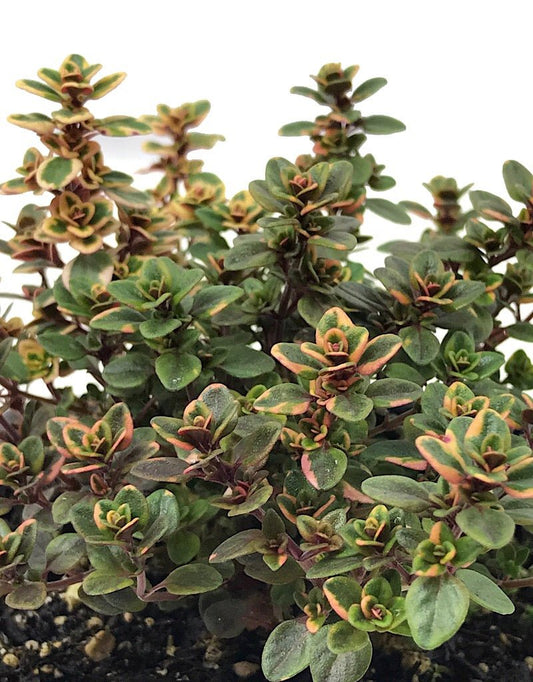 Thymus v. 'Lemon Variegated' 4 Inch - The Garden Corner