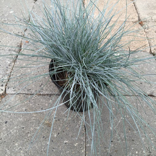 Festuca glauca 'Elijah Blue'