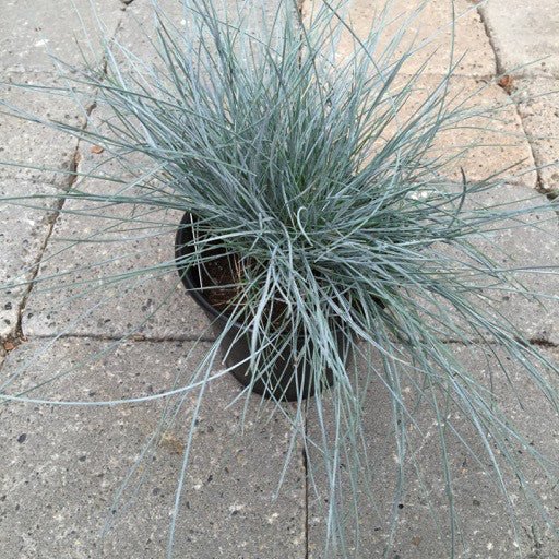 Festuca glauca 'Elijah Blue' - The Garden Corner