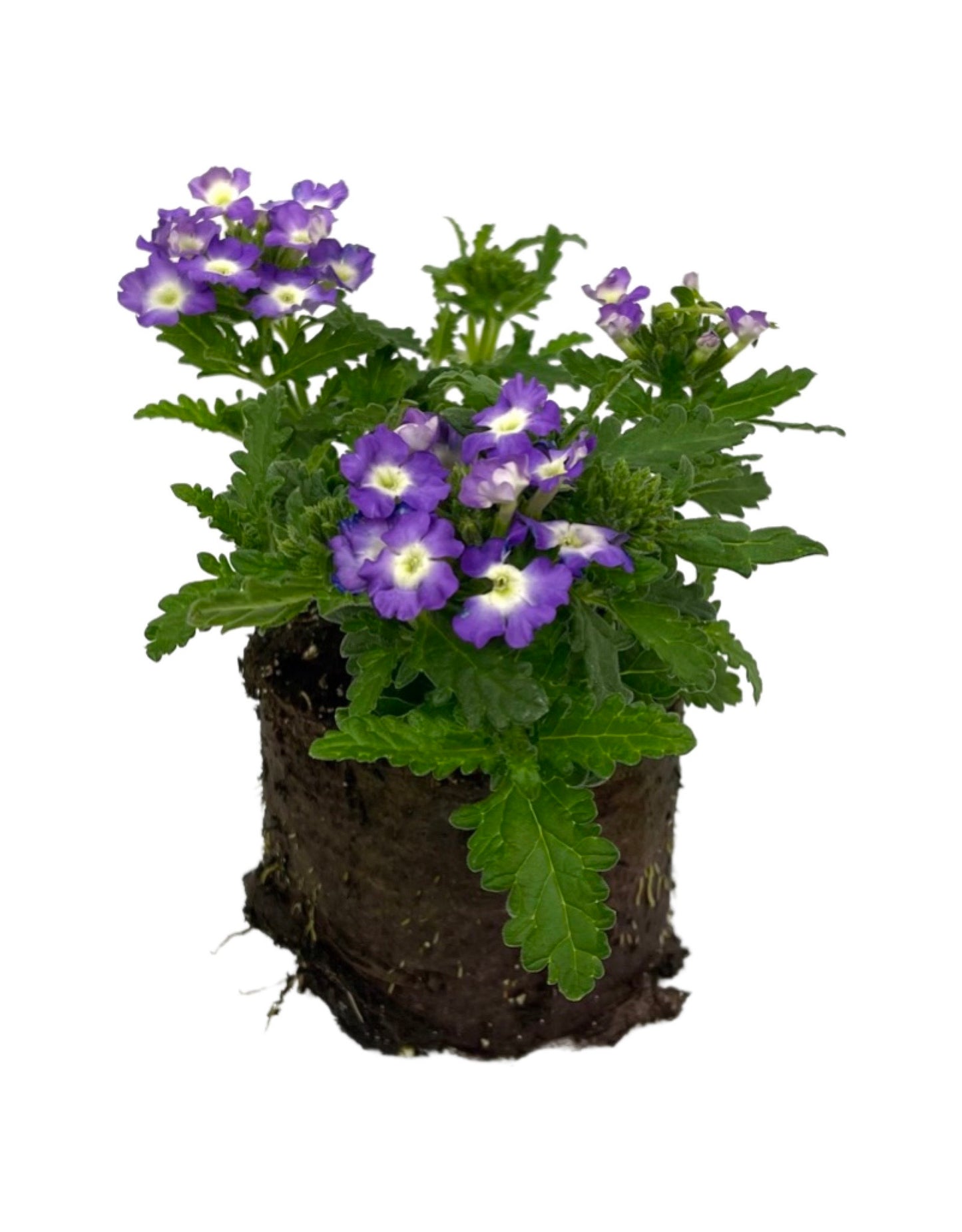 Verbena 'Empress Flair Blue Charme'