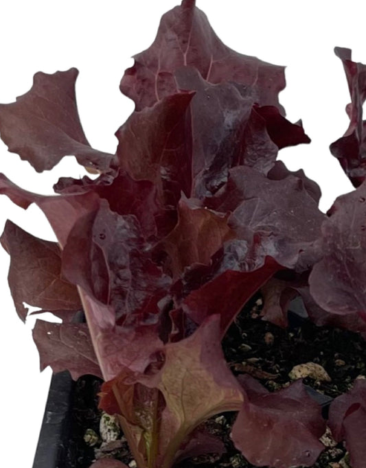 Lettuce 'Merlot' - The Garden Corner