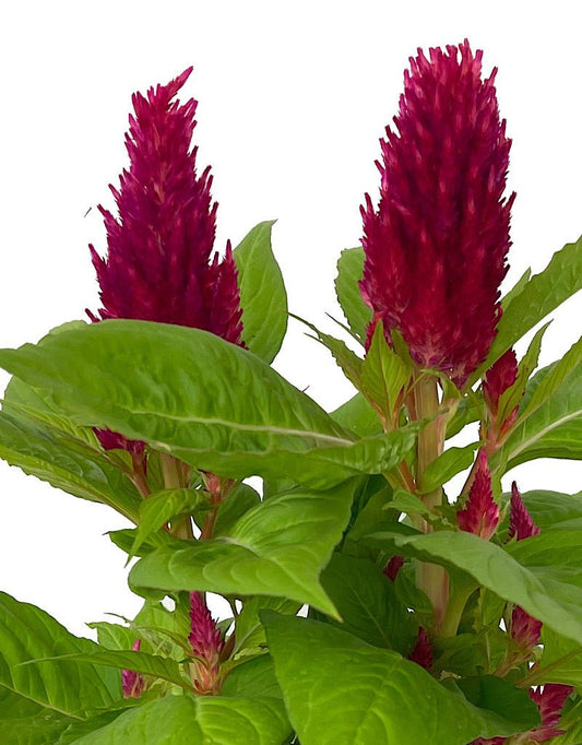 Celosia 'First Flame Red' 1 Gallon - The Garden Corner