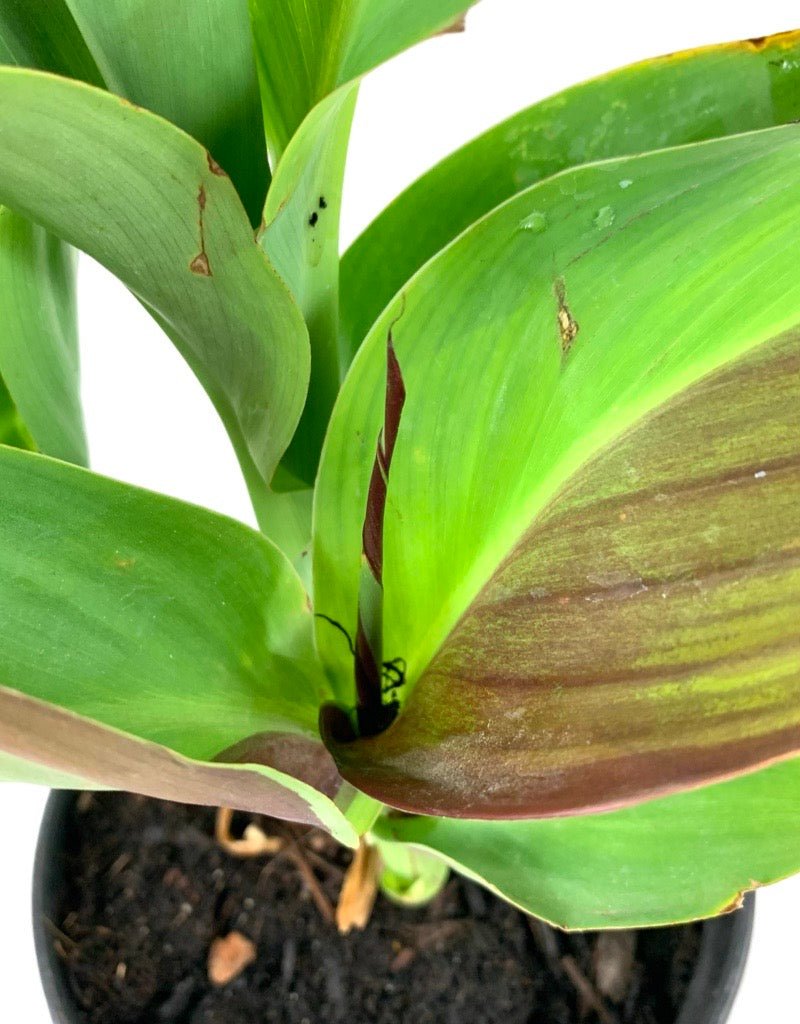Canna 'Cleopatra' - Perennials