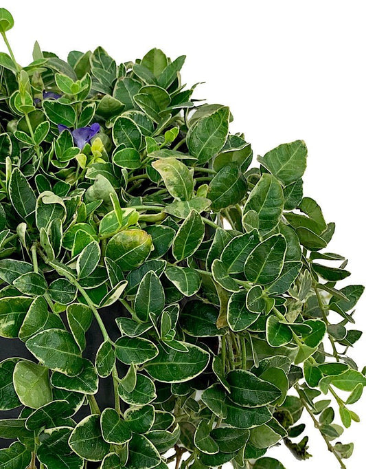 Vinca minor 'Ralph Shugert' - The Garden Corner
