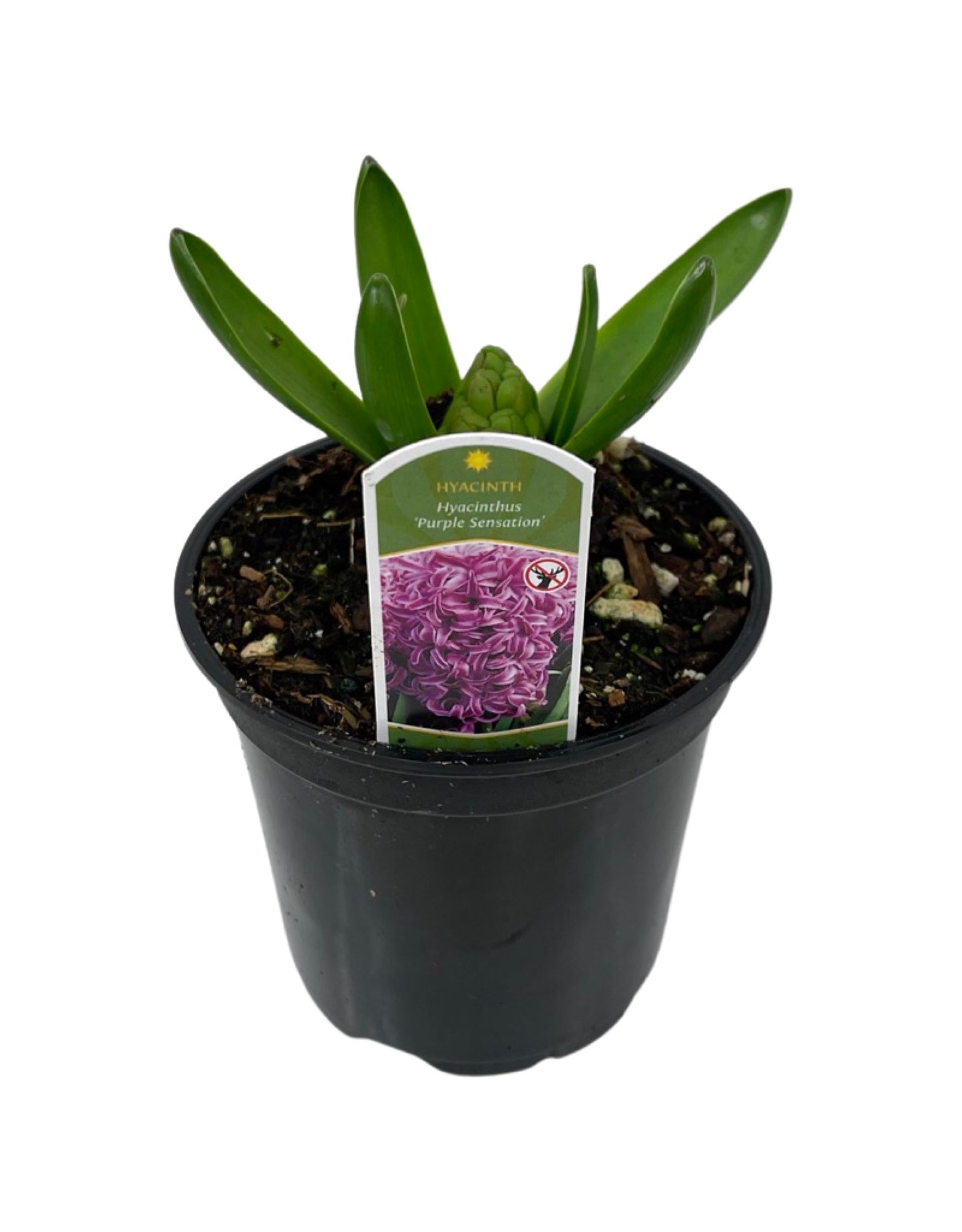 Hyacinth 'Purple Sensation' 4 Inch - The Garden Corner