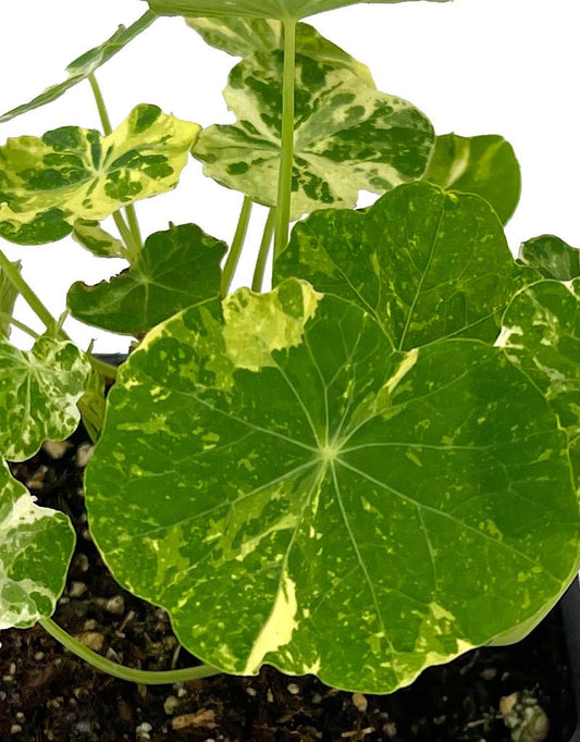 Nasturtium 'Alaska Mix' - The Garden Corner