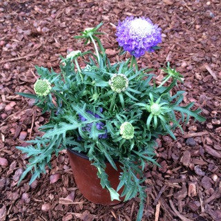Scabiosa 'Blue Note' Quart