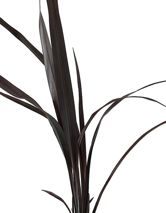 Phormium 'Black Adder' 1 Gallon - The Garden Corner