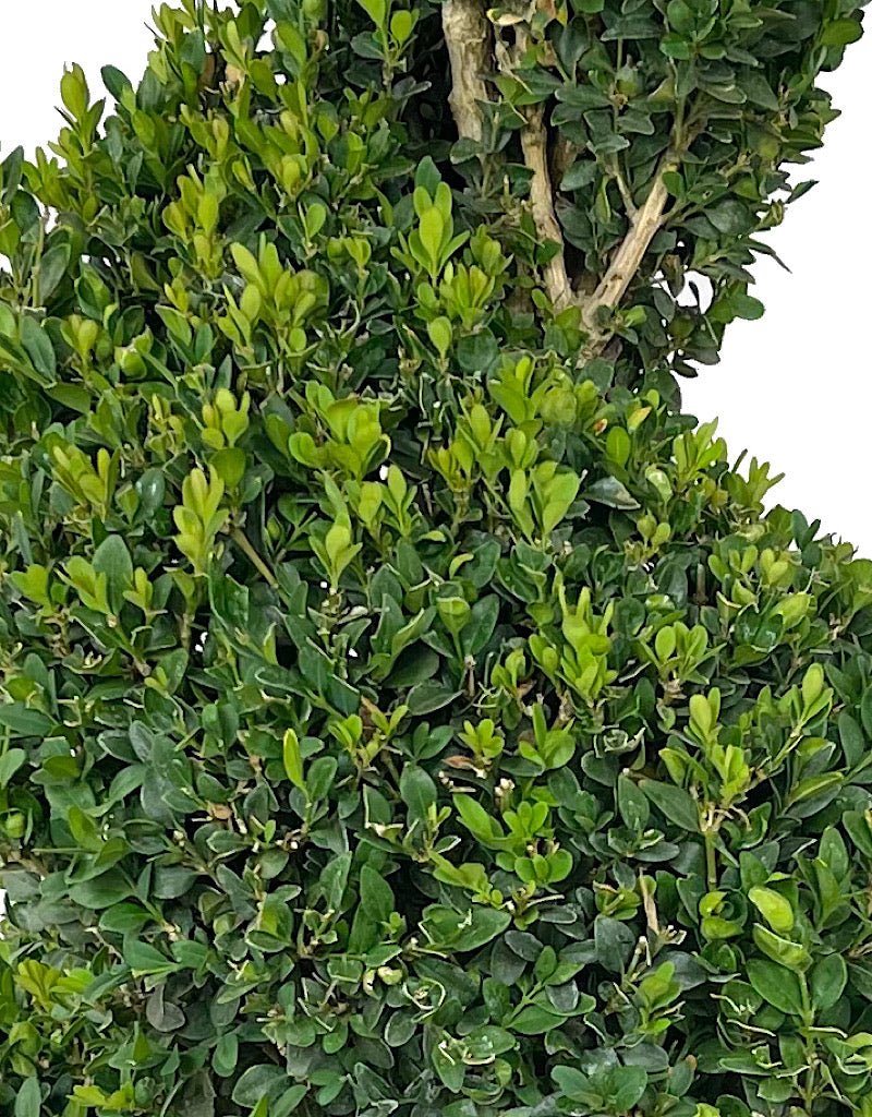 Buxus sempervirens Spiral Topiary - The Garden Corner