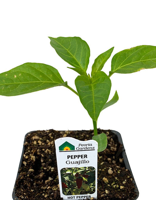 Pepper 'Guajillo' 4 inch - The Garden Corner