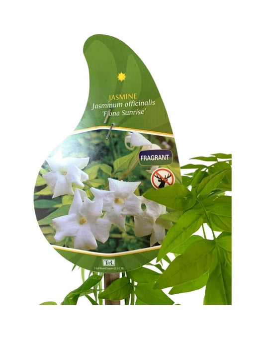 Jasminum officinale 'Fiona Sunrise' - The Garden Corner