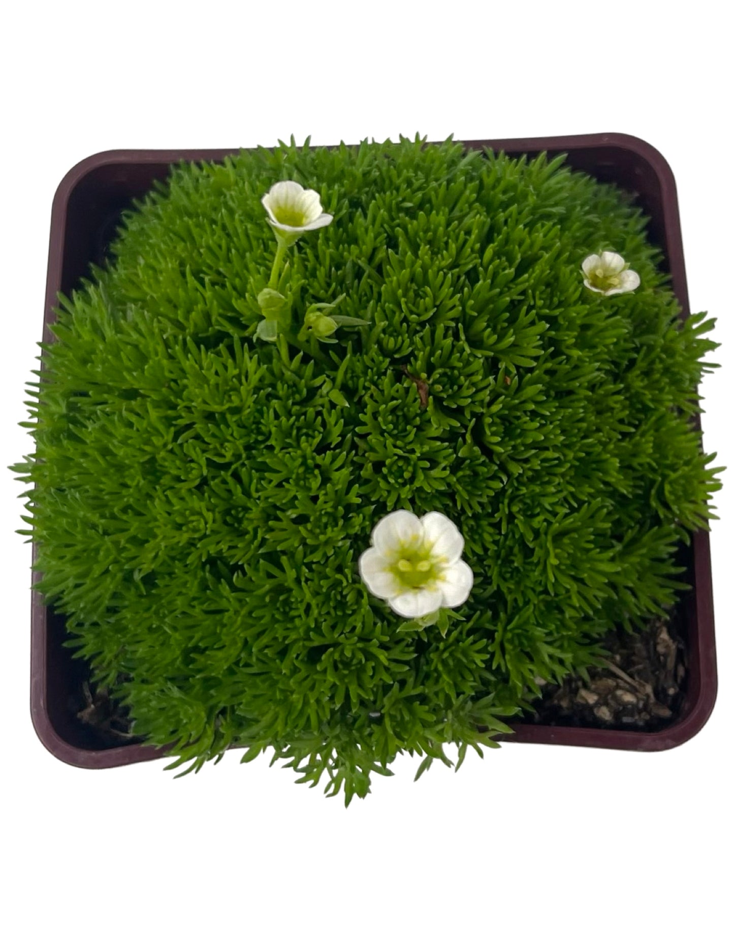 Saxifraga hypnoides 4 Inch - The Garden Corner