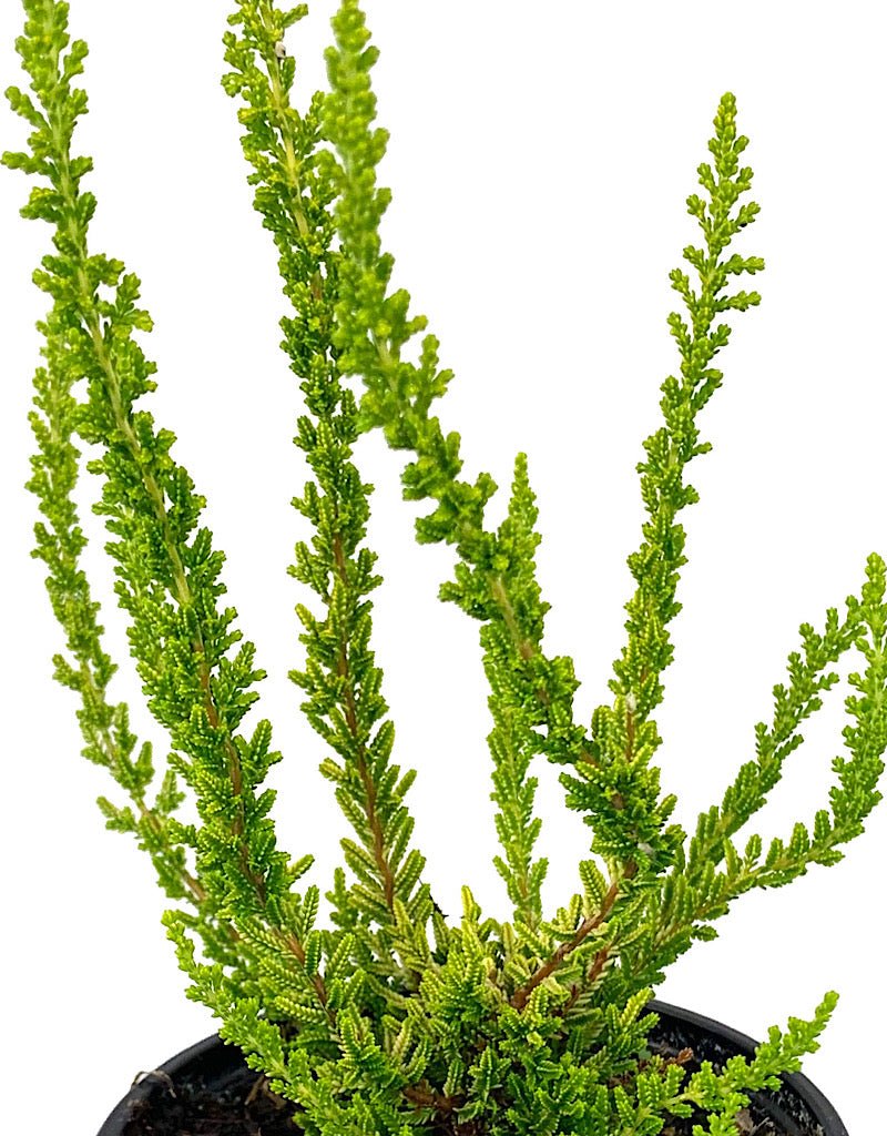 Calluna vulgaris 'Zeta' - The Garden Corner