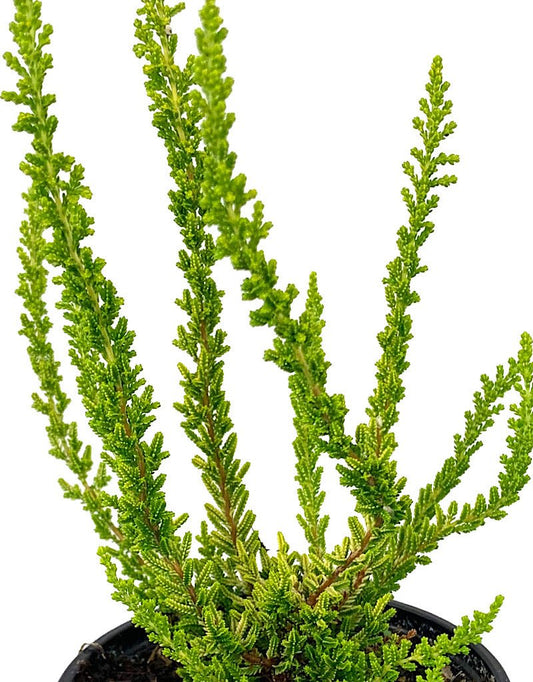 Calluna vulgaris 'Zeta' - The Garden Corner