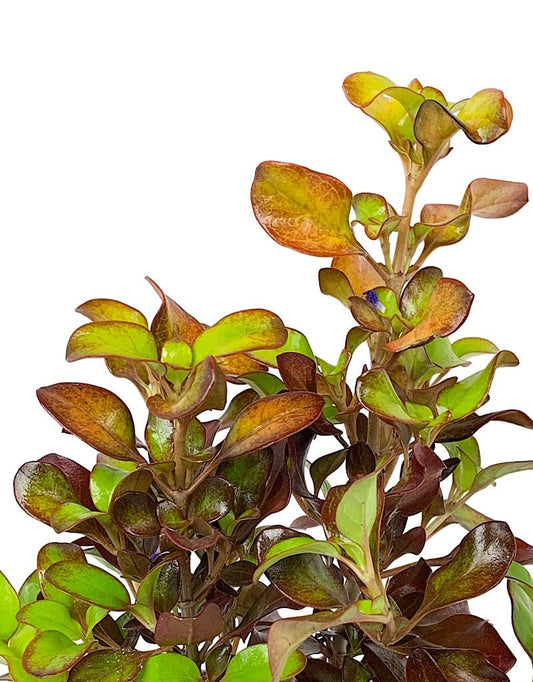 Coprosma 'Pina Colada' - The Garden Corner