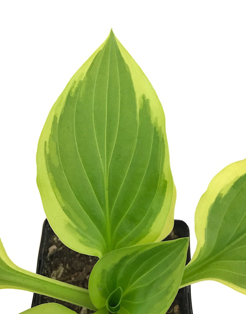 Hosta 'So Sweet' 4 inch