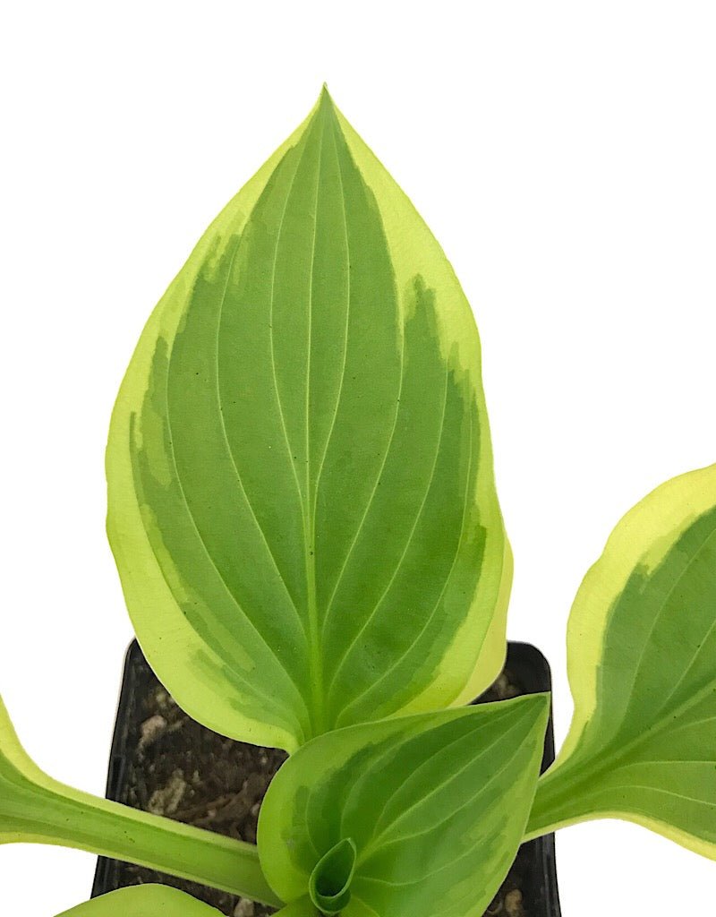 Hosta 'So Sweet' 4 inch - The Garden Corner