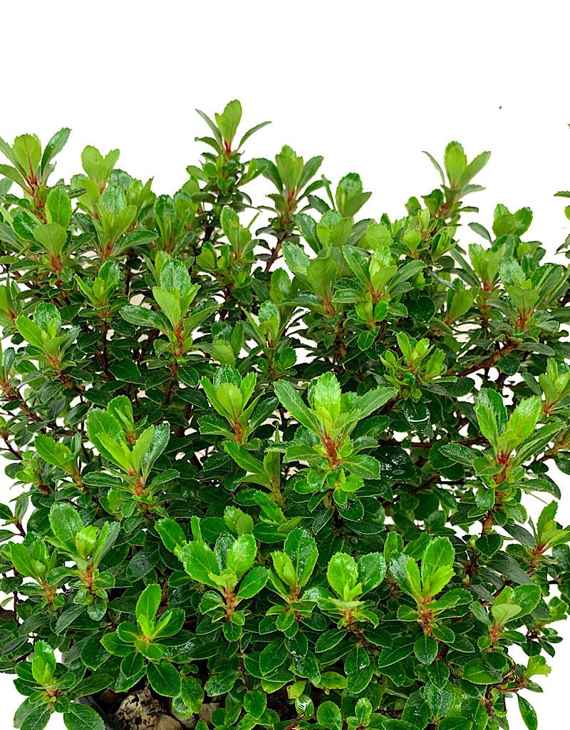 Escallonia 'Compakta' 1 Gallon - Shrubs