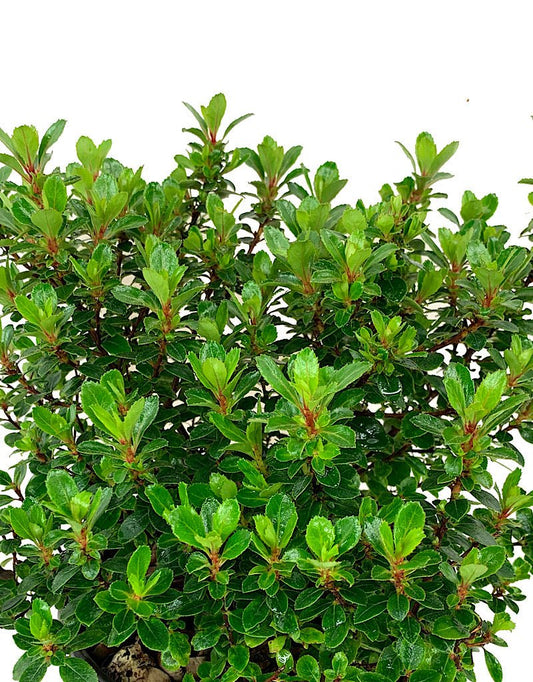 Escallonia 'Compakta' 1 Gallon - The Garden Corner
