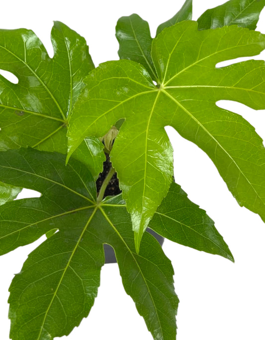 Fatsia japonica - The Garden Corner