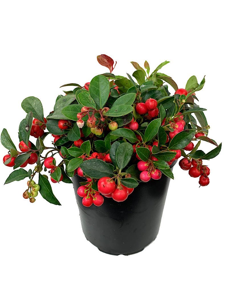 Gaultheria procumbens - The Garden Corner