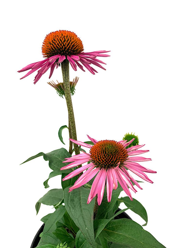 Echinacea 'Pica Bella' 1 Gallon - The Garden Corner