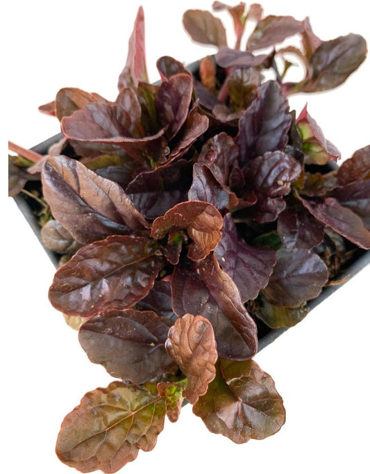 Ajuga 'Black Scallop' 4 Inch - The Garden Corner