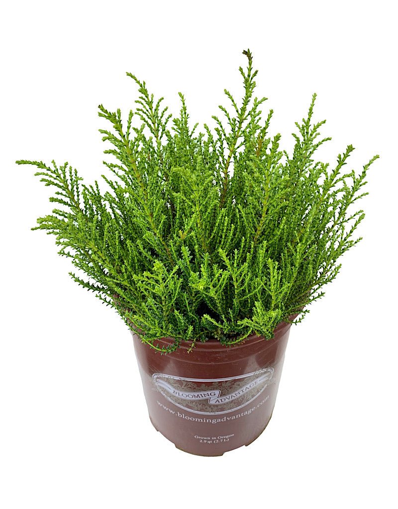 Hebe 'Karo Golden Esk' - The Garden Corner