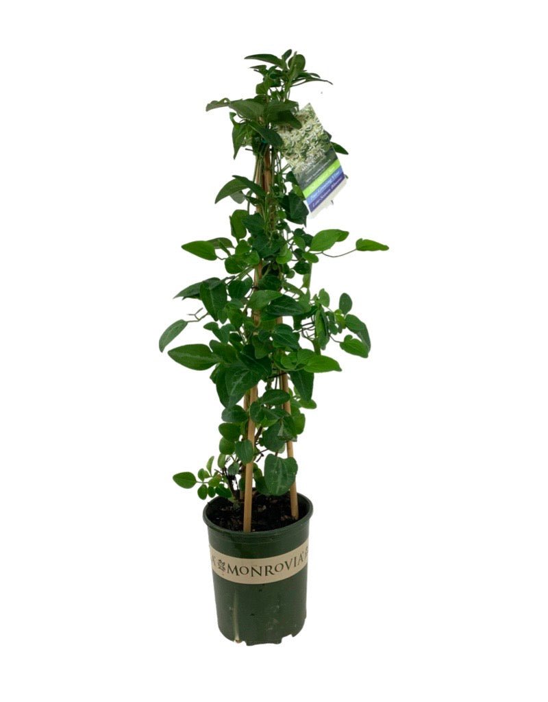 clematis potted plant Clematis terniflora Staked – The Garden Corner