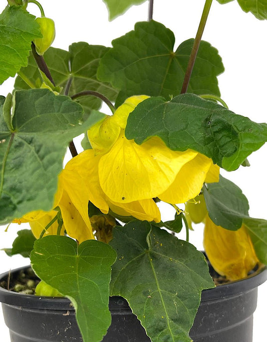 Abutilon 'Lucky Lantern Yellow' Quart - The Garden Corner
